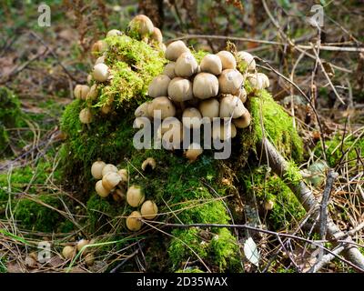 Coprinellus micaceus, gloating inky caps creciendo en un tocón de árbol, Thetford Forest, Norfolk, Reino Unido Foto de stock