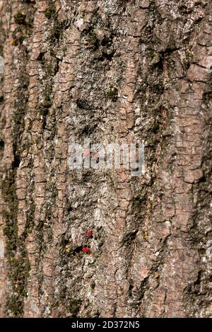 Dos manchados o rojo,araña roja Tetranychus urticae, daños y correa en