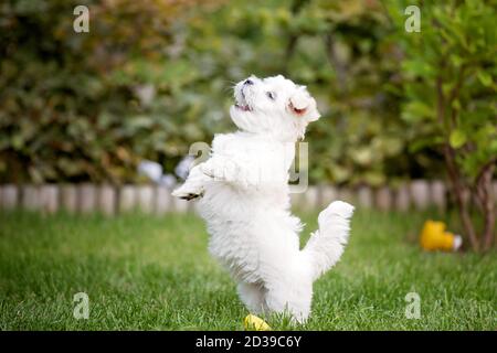 Lindo cachorro blanco, raza de perro maltés, corriendo en un jardín, feliz y saludable