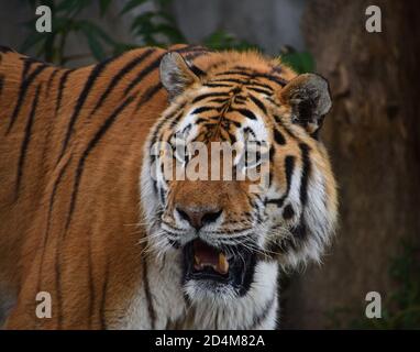 Primer plano retrato de un macho maduro de tigre siberiano (Amur Tiger, Panthera tigris altaica), mirando la cámara fuera del bosque oscuro, vista frontal de ángulo bajo Foto de stock