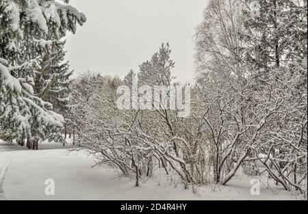 Belleza del paisaje invernal en el parque nevado de la ciudad. Wonderland con nieve blanca y hifrost cubiertos de árboles y arbustos - hermoso cuento de hadas de invierno. Esponjoso Foto de stock