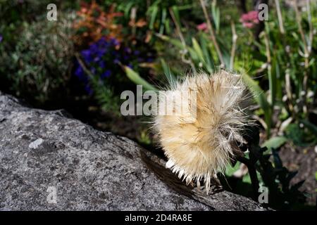 Vista de cerca de una cabeza de flor seca de un globo de alcachofa (Cynara cardunculus) planta Foto de stock