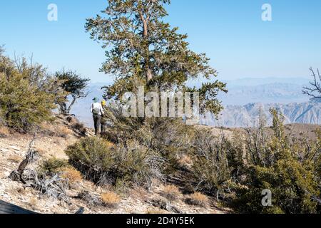 Las vistas desde la cima del antiguo bosque de pinos de Bristlecone en el condado de Inyo, CA, EE.UU. Son espectaculares.