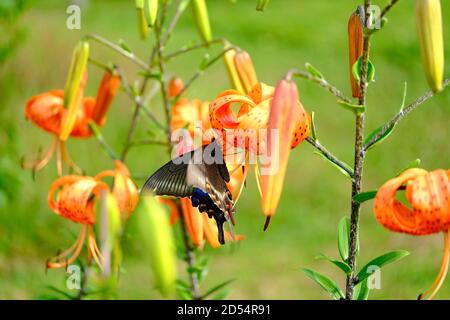Papilio maackii y Lily Foto de stock