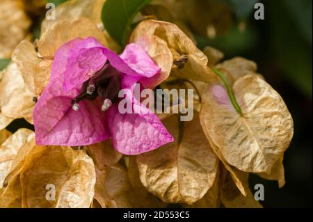 Hoja de buganvilla seca fotografías e imágenes de alta resolución - Alamy