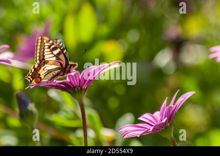 Mariposa swallowtail chupar néctar de flores de margarita púrpura