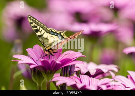 Mariposa swallowtail chupar néctar de flores de margarita púrpura