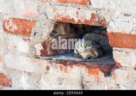 El pequeño búho (Athene noctua) sacando un ojo de un agujero en una pared de ladrillo. Foto de stock