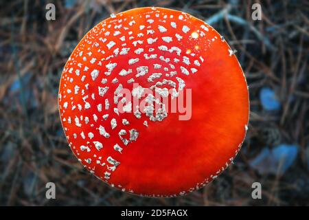Hongos venenosos, alucinógenos y tóxicos Amanita en el bosque otoñal