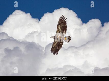 Un águila calva americana inmadura se eleva sobre un fondo de nubes dramáticas. Foto de stock