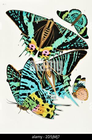 Mariposas: Veinte placas de fototipo coloreadas al patrón. PL VII 1. Chrysiridia ripheus (Madagascar) 2. ID. Inferior a 3. Urania leilus (Guayana) 4. Pana Foto de stock