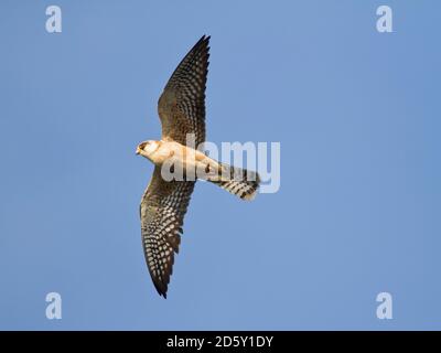 Hembra rojo-footed Falcon, Falco vespertinus, volando Foto de stock