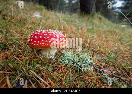 Amanita muscaria: Estos vistosos hongos rojos son altamente tóxicos.