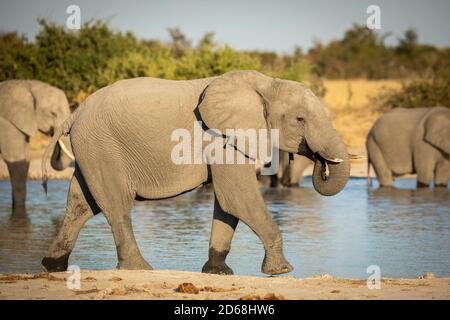 Elefante femenino de agua potable mientras camina en el borde de río con su rebaño de pie en el agua en el fondo En Savuti en Botswana