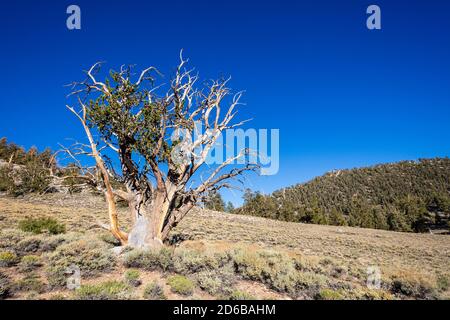 Antiguo bosque de pinos de Bristlecone en las Montañas Blancas y el Bosque Nacional de Inyo cerca de Bishop, California, EE.UU.