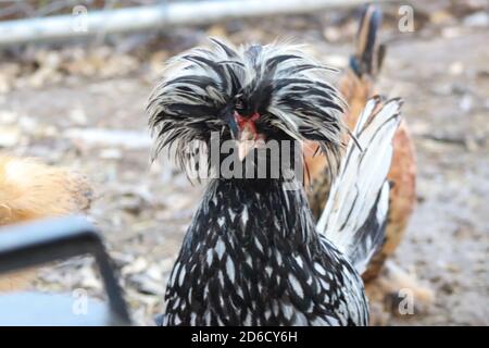 Polish Bantam Rooster Backyard Chicken Head shot . Foto de alta calidad