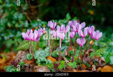 Un cúmulo de delicado color rosa a púrpura duro perenne otoño floración hiedra-leaved ciclamen, ciclamen hererifolium, en flor entre las hojas de hiedra Foto de stock
