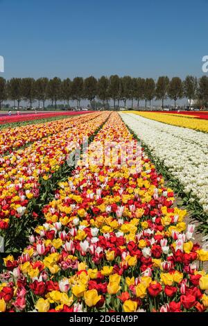 Campos de tulipanes en primavera, Holanda del Sur, países Bajos Fotografía  de stock - Alamy