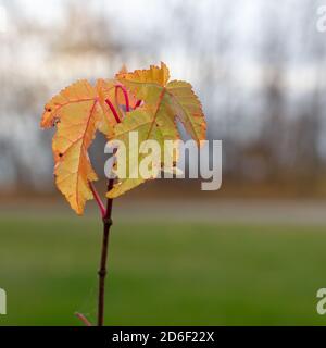 Amur hojas de arce en rama cambiando los colores de otoño
