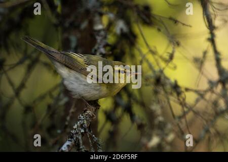 Madera warbler, Phylloscopus sibilatrix como ave migrante de verano, persiguiendo en un antiguo bosque boreal estonio. Foto de stock
