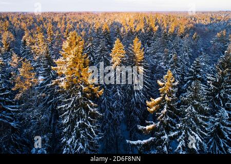 Una vista aérea de los árboles de picea cubiertos de nieve en un país de las maravillas del invierno durante una hermosa puesta de sol en un bosque boreal de coníferas de Estonia, el norte de Europa