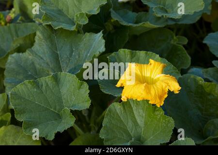 Primer plano de calabaza (Cucurbita pepo) flor amarilla y hojas verdes.