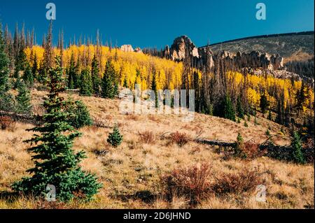 Una cálida escena otoñal de hojas de álamo amarillo como un Primer plano al área geológica de Wheeler en el remoto Colorado Foto de stock