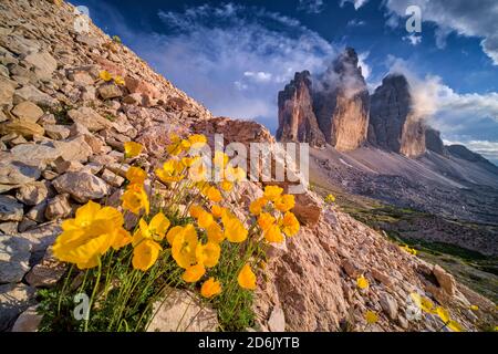 Las amapolas alpinas amarillas (Papaver rhaeticum) florecen, las caras norte del grupo de montaña Tre Cime di Lavaredo en la distancia.
