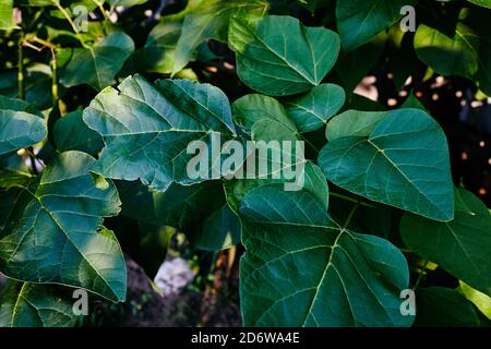 Imagen abstracta de las hojas de Catalpa en el jardín. Enfoque selectivo, fondo borroso. Apellido Bignoniaceae, Nombre científico Catalpa