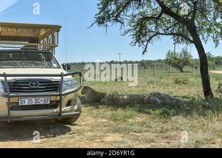 Un vehículo de safari en Lion & Safari Park, Johannesburgo, Sudáfrica Foto de stock