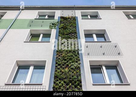 Essen, Ruhr Area, Renania del Norte-Westfalia, Alemania - fachada de la pared verde en las casas recién reorganizadas de la Allbau Wohnungsbaugesellschaft en