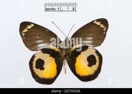 Delias albertisi, Animalia, Arthropoda, Hexapoda, Insecta, Lepidoptera, Pieridae, Pierinae