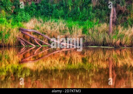 Troncos de madera muerta sumergidos en aguas tranquilas y perezosas del río Macquarie con reflexión.