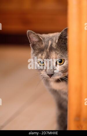 gato tricolor con ojos de naranja en el interior del apartamento. primer plano del hocico del animal.