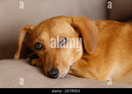 pequeño animal dachshund cachorro acostado y tranquilo en color amarillo y raza mixta