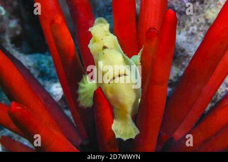 Antennarius commersoni, un pez rana comercial juvenil, en un erizo de pizarra, Heterocentrotus mammillatus, Hawaii. Foto de stock
