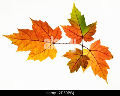 Hoja de arce en transición a los colores de otoño