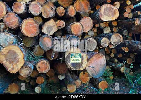 Un montón de troncos de abeto cortados por el Bosque de los Estados Unidos Servicio en una operación de registro grande para delinar los Deschutes National Forest en el centro de Oregón para redu Foto de stock
