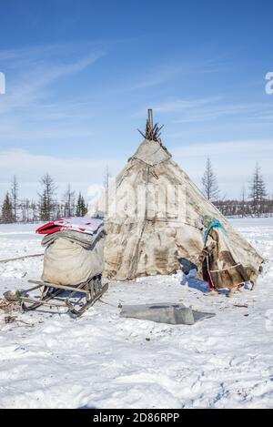 Una mujer de Nenet cargando mercancías en un trineo de madera para una migración de invierno, Yamalo-Nenets Autonomous Okrug, Rusia Foto de stock