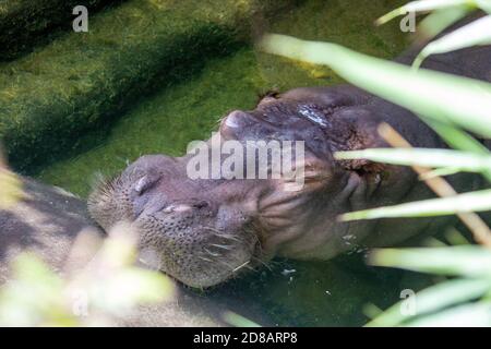 Un hipopótamo bajo el agua, también llamado hipopótamo, hipopótamo común o hipopótamo de río Foto de stock