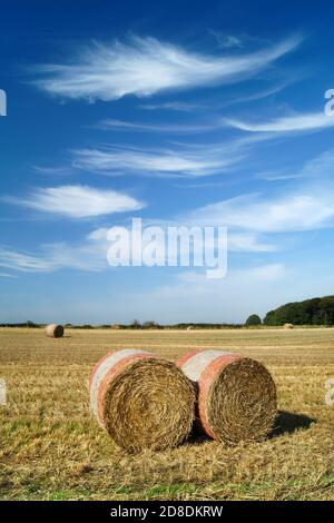 Reino Unido, South Yorkshire, Barnsley, Drum hay Bales in Field cerca de Silkstone Common
