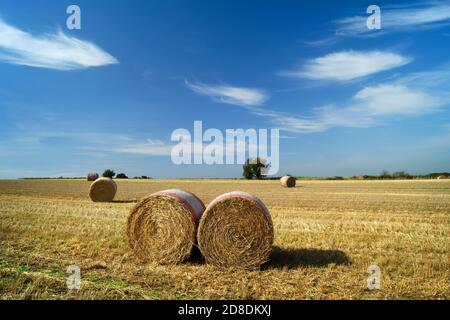 Reino Unido, South Yorkshire, Barnsley, Drum hay Bales in Field cerca de Silkstone Common