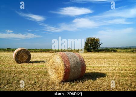 Reino Unido, South Yorkshire, Barnsley, Drum hay Bales in Field cerca de Silkstone Common