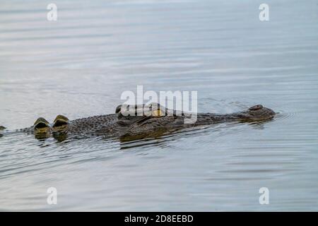 Un gran cocodrilo de agua salada silvestre nadando en el Territorio del Norte, Australia. Foto de stock