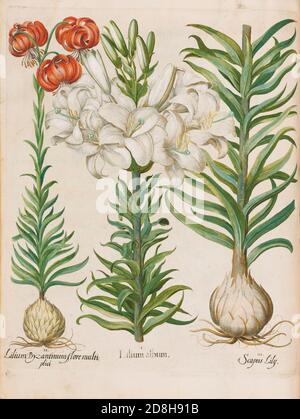 Lirios flores. Álbum de Lilium, ilustración botánica de Basil Besler de The Hortus Eystettensis, un códice producido por Basilius Besler en 1613. Foto de stock