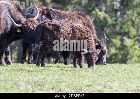 Cerca de un bisonte de búfalo salvaje europeo en Jura, Francia Foto de stock