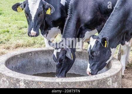 Beek, Limburgo del Sur / países Bajos. 19 de julio de 2020. Vaca Holstein holandesa con una piel blanca y negra agua potable de un ganado que bebe las triqueras en la a Foto de stock