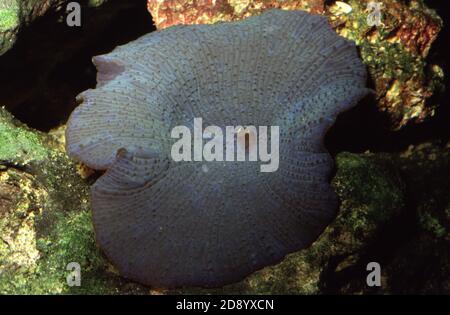 Discosoma es un género de cnidarios del orden Corallimorpharia. Los nombres comunes incluyen la anémona de hongo, la anémona de disco y la seta de oreja de elefante