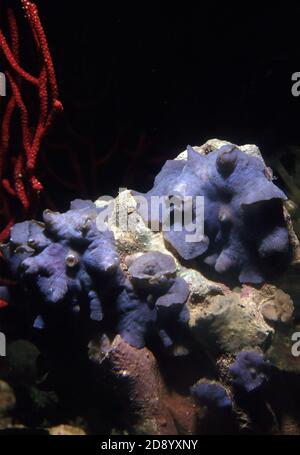 Discosoma es un género de cnidarios del orden Corallimorpharia. Los nombres comunes incluyen la anémona de hongo, la anémona de disco y la seta de oreja de elefante