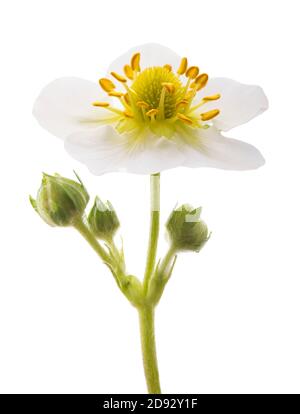 Flor de fresa aislada sobre blanco